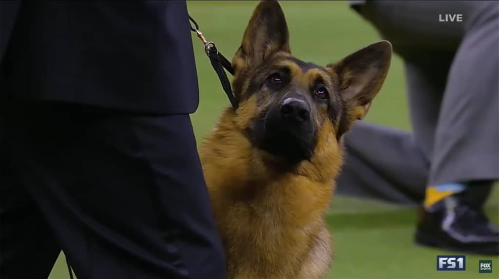 A vigilant German Shepherd dog on a leash at a sports event